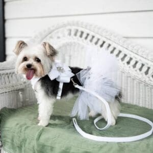 Dog tutu, Puppy tutu, Cat tutu, Your choice of color, XS, Small, Medium, Large, XLarge, Wedding tutu, Birthday tutu