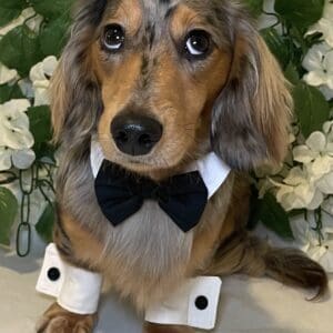 White shirt collar with customizable bow tie, you choose the color, hook and loop closure, variety of sizes