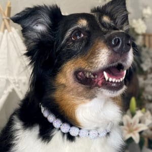 Acrylic Beaded Dog Collar for Weddings, Celebrations, Handmade Pet Necklace, Quick link Closure
