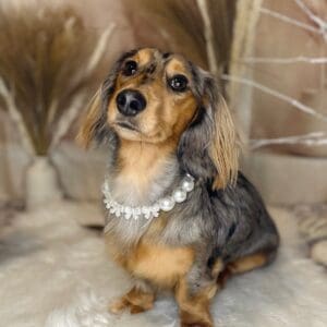 Pearl Beaded Dog Collar for Weddings, Celebrations, Handmade Pet Necklace, Quick link Closure