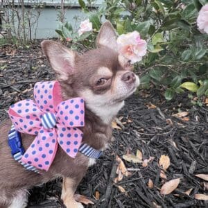 Spring Summer Navy White Striped Dog Harness- Add on a Removable Pink and Navy Polka Dot Bow